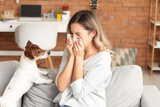 Proven Strategies for Mastering Pet Dander